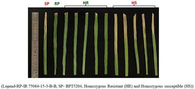 Fine mapping and sequence analysis reveal a promising candidate gene encoding a novel NB-ARC domain derived from wild rice (Oryza officinalis) that confers bacterial blight resistance